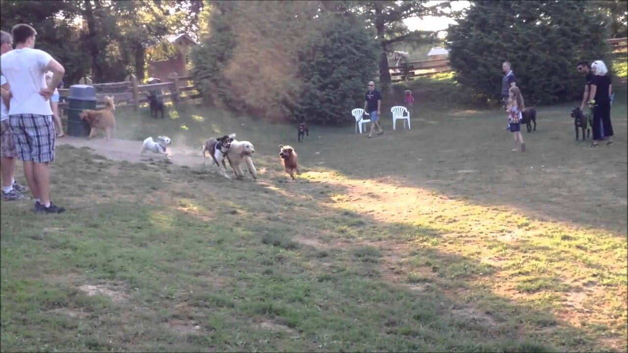 Off leash dog park - YouTube
