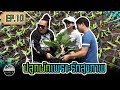 ปลูกผักเพราะรักสุขภาพ Farming Organic Vegetables [ SIRINFARM CHANNEL ] EP.10