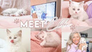 GETTING MY RAGDOLL KITTEN! | Name Reveal, Picking Her Up, Prepping For Arrival | Lauren Norris