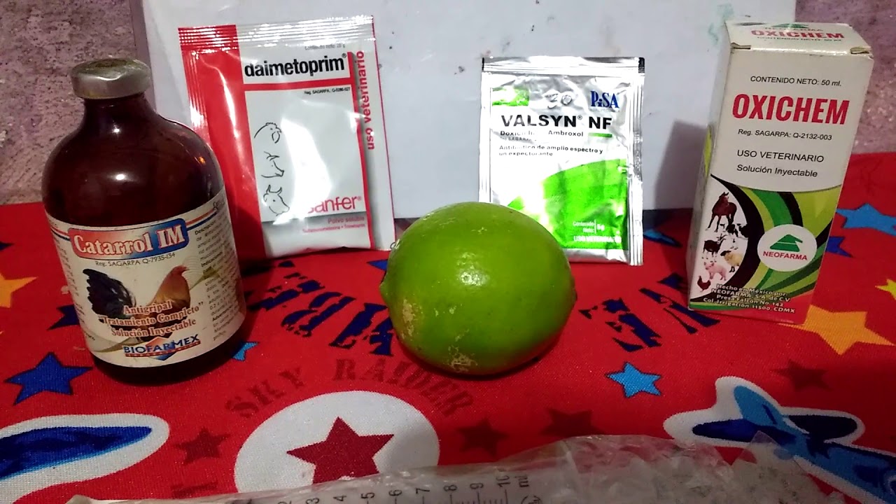 Como curar la gripe alos gallos - YouTube