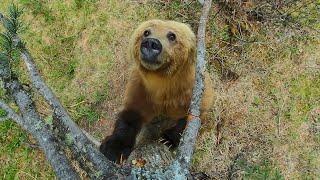 Bears Dancing in the Forest | 4K UHD | Planet Earth II | BBC Earth