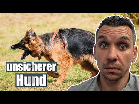 Video: Wie man einen Hund diszipliniert, der dich anstößt