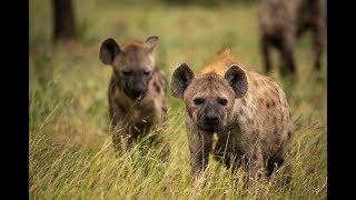 Hyena Fight Over Impala Carc
