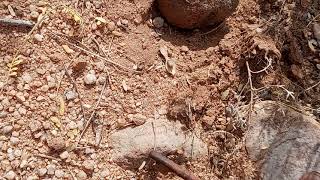 Tucson Metal Detecting # T town Diggers