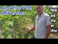 अब पंच स्तरीय मॉडल में देशी पपीते में किया कमाल,Daily income 5 layer Model Papaya Organic Farming