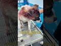 Stray Dog Rescue Injured Puppy Given a Second Chance Heartbreaking Animal Rescue Story