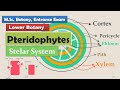 Stelar system  pteridophytes