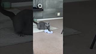 Anyone else this excited about socks? #shorts #cats #funny #funnycats