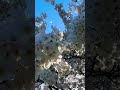 Cherry Blossom in England Spring Vibes