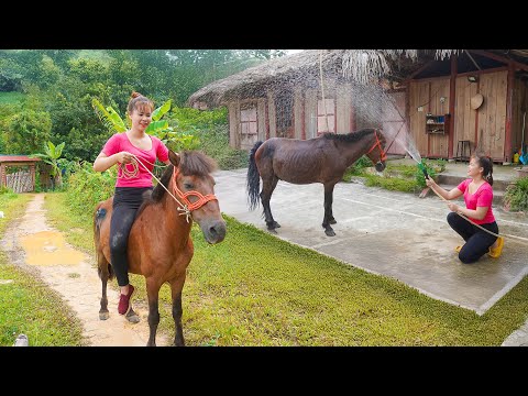 Best Horse Care Secrets - Bathing And Changing For a Stronger Companion - New Life