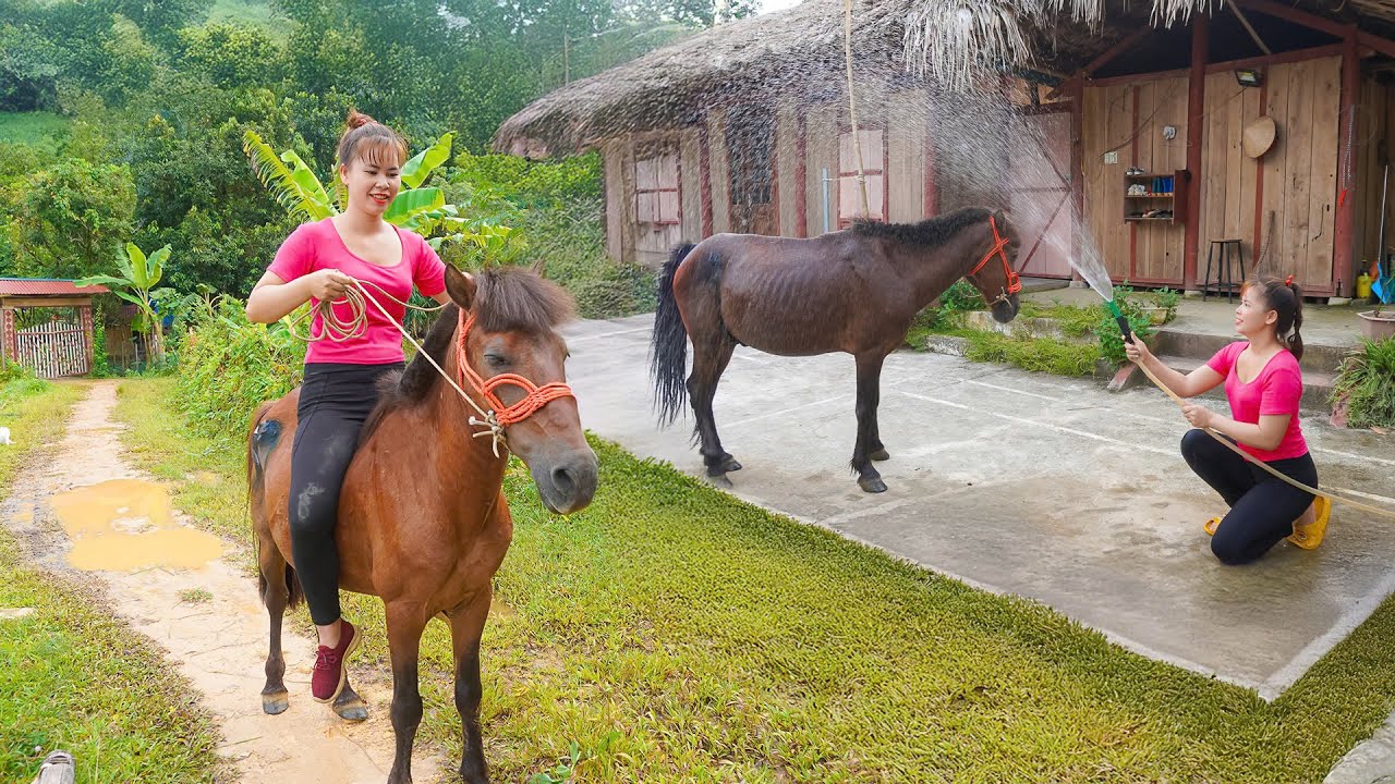Best Horse Care Secrets - Bathing And Changing For a Stronger Companion - New Life