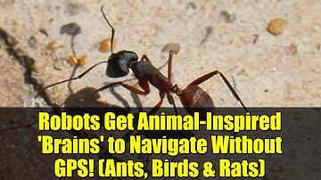 Robots Get Animal-Inspired 