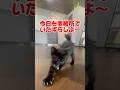 事務所が遊び場。いたずらっこジジ暴走中🐈⬛#塗り替え #外壁塗装#ジジ#黒猫#防水工事