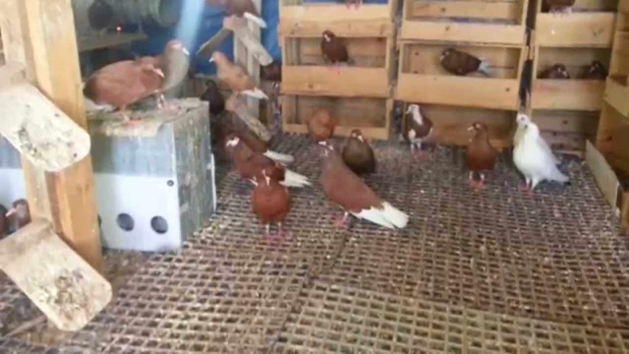 automatic pigeon feeder