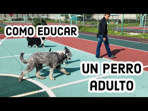 Video: Cómo Domesticar A Un Perro Adulto