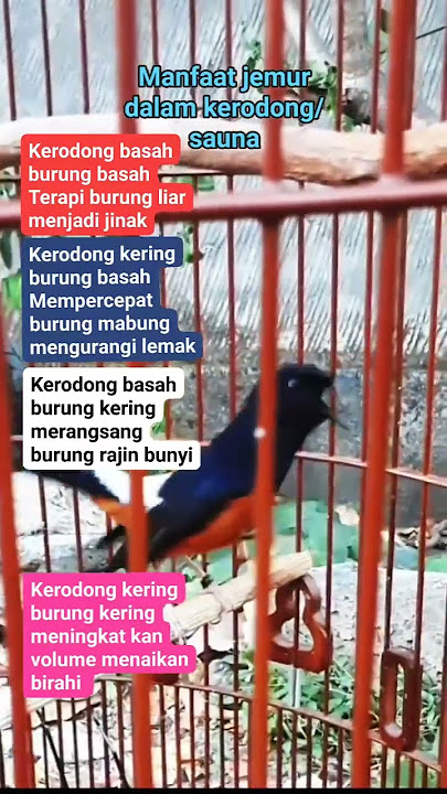 manfaat terapi sauna untuk murai batu . #kicaumania #burung #manfaatterapisauna #muraibatu #murai