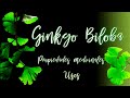 Ginko Biloba: Propiedades medicinales y usos.