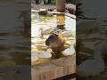 국내 최초의 황금빛 카피바라 온천 ㅣ Capybara Hot Spring in South Korea