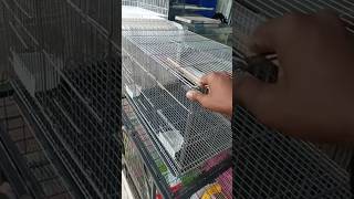 Sirf ₹140😱😱Se Birds🐦Ka Pinjra🥰 #chennai #wholesale #market (Hindi)😍Me screenshot 2