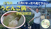 うどんこ病対策 重曹植物性オイルスプレーですぐ消える 無農薬で簡単に治す 概要欄に注意書きあり 効果が高い重曹水の作り方 対処 治療 エンドウ カボチャ キュウリ ウリ科 オリーブオイル Youtube