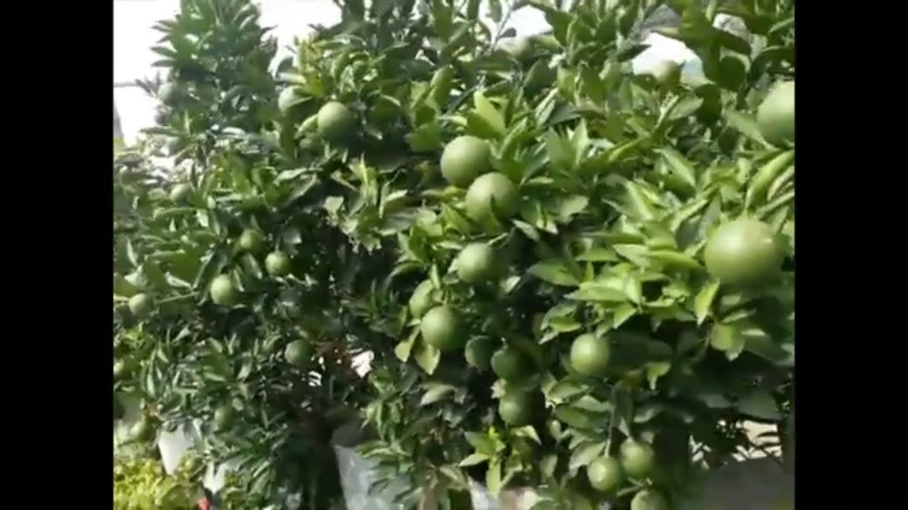 how to cultivate malta fruit YouTube