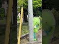 7co「猫じゃらし」