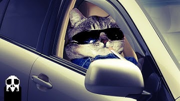 THIS CAT CAN DRIVE! | Nip For Speed