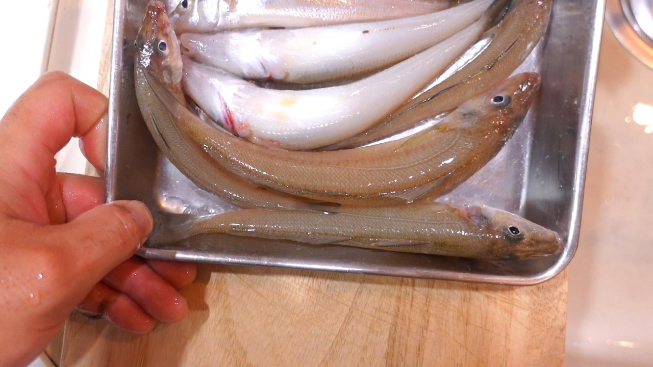 真夏は夜釣りで！良型の強烈な引きを堪能するキスの投げ釣り！