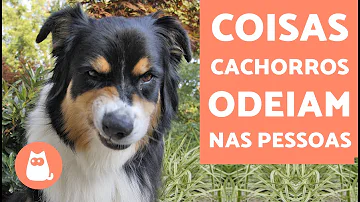 Por que meu cachorro não gosta de beijo?
