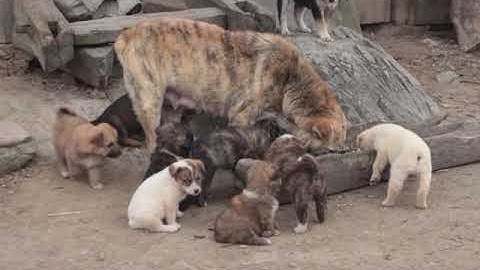 ĐI BẢN MÔNG SĂN LÙNG CHÓ MÔNG CỘC ĐUÔI VÀ CÁI KẾT - NHẬT KÝ TẦM CẨU 2019