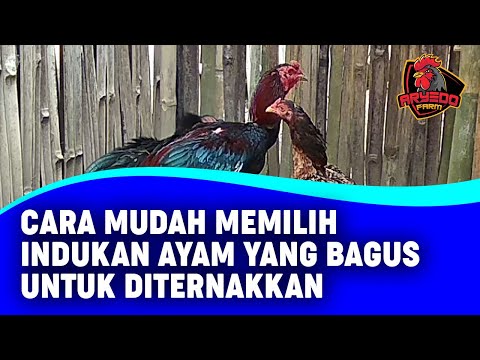 Video: Apa Jenis Ayam Betina Yang Diternak Di Rusia