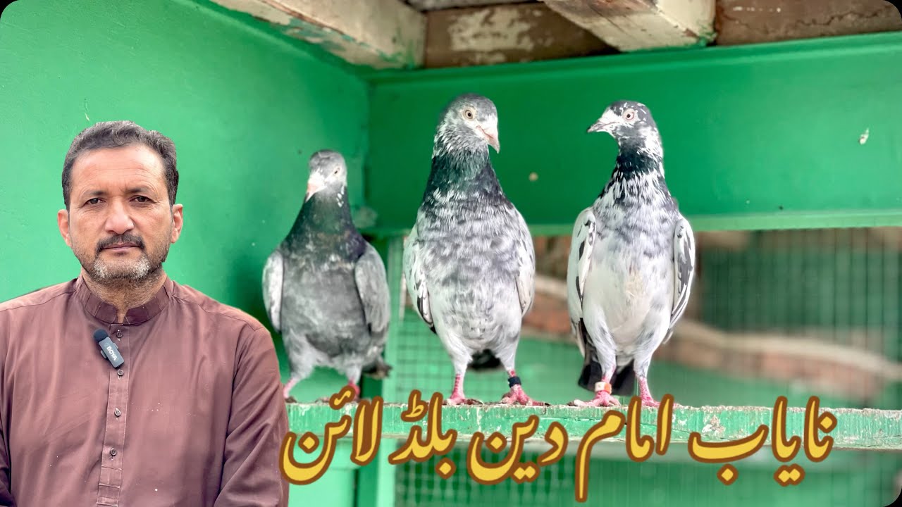 نایاب امام دین کی بلڈ لائن | اصل نسل کی مکمل پہچان🕊️