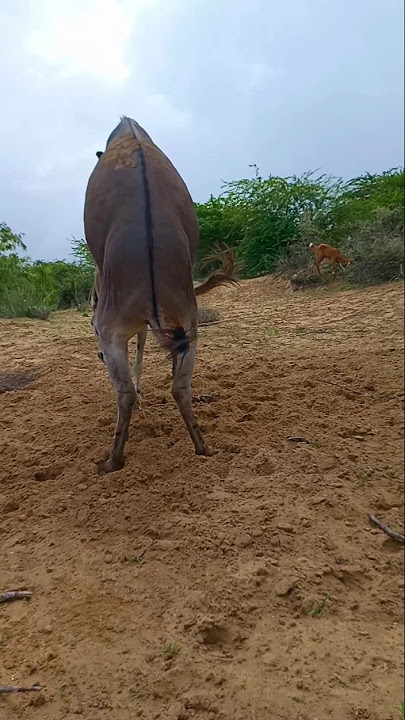 Donkeys intersting viral short hahahahahahahaha #animals #donkey #success #shortforyou