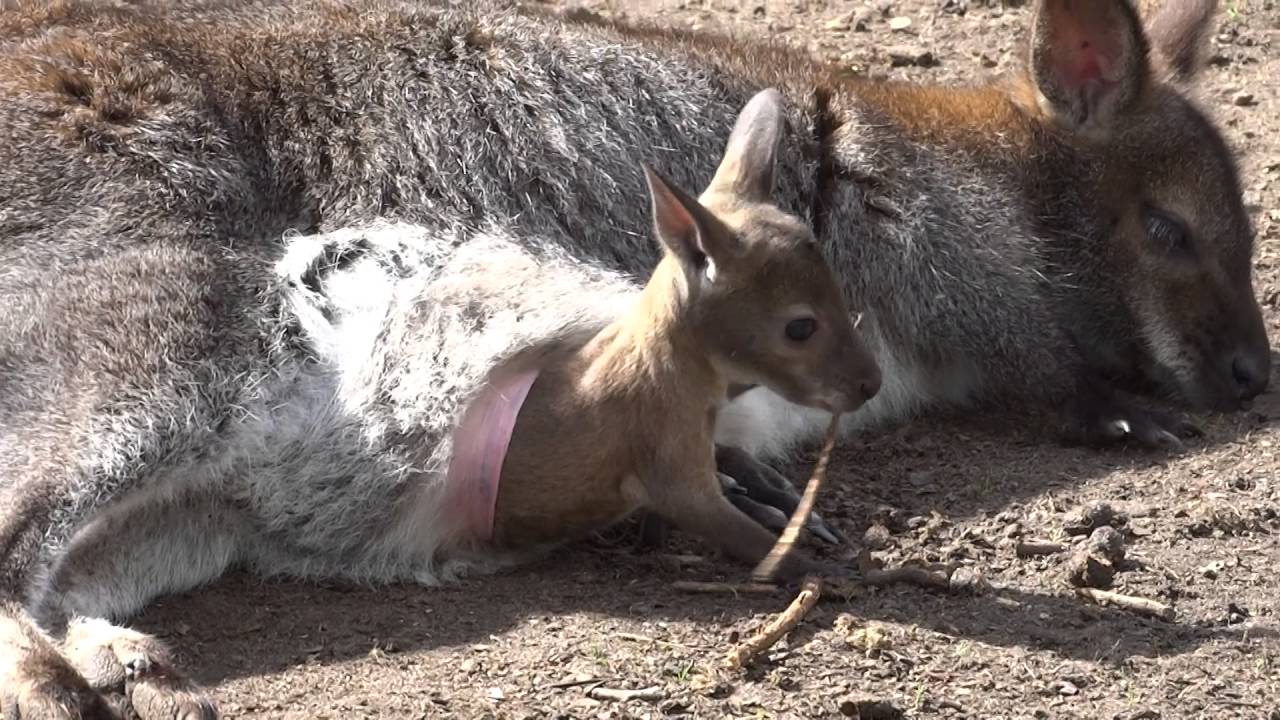 Dierentuin Artis Amsterdam (14) Baby Kangoeroe in moeders buidel - YouTube