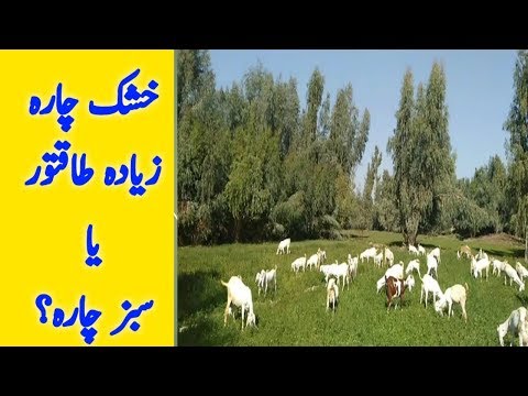 goat-feed-formula-in-pakistan-|-goat-dry-food-|-best-food-for-goats-|-urdu-hindi