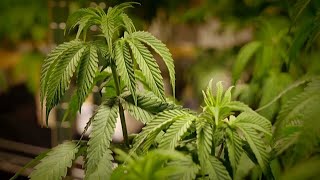 Georgia expands medical cannabis program