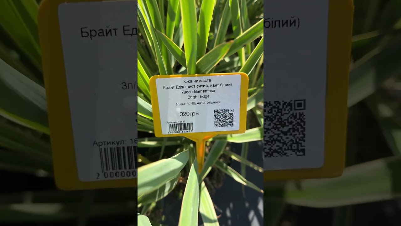 Юкка нитчаста Брайт Едж Yucca filamentosa Bright Edge ціна, купити