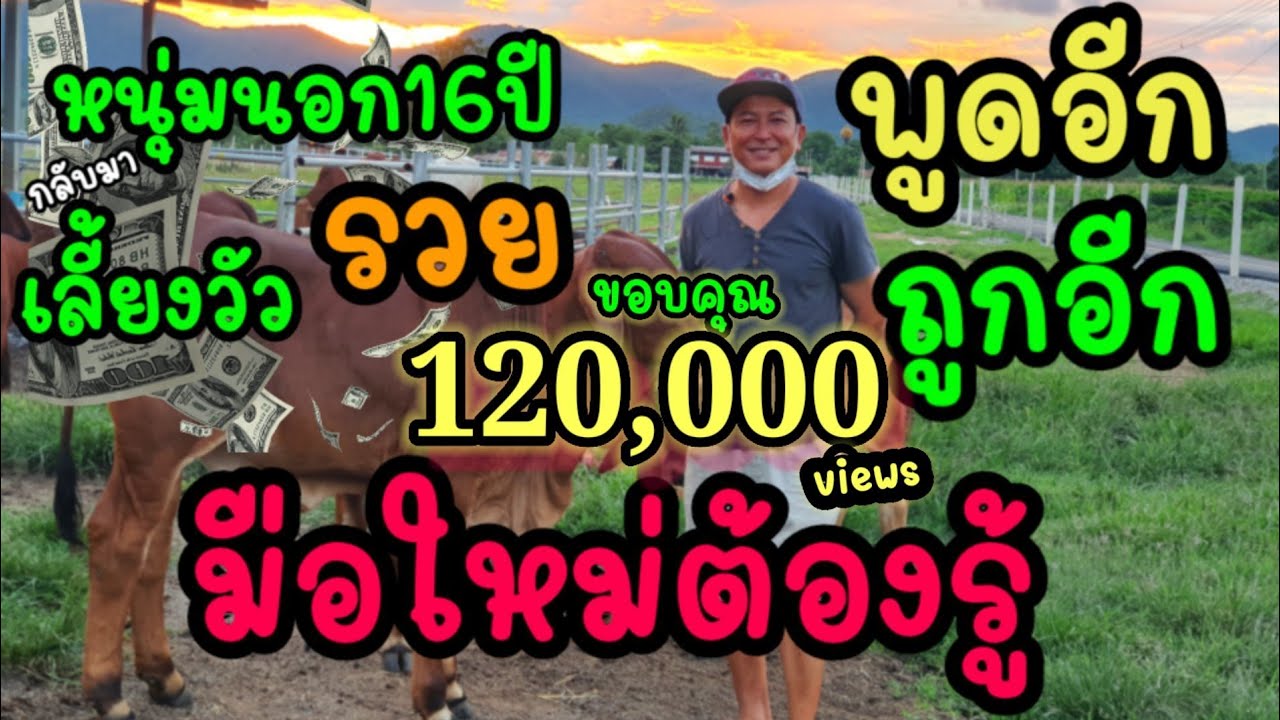 ทำงานนอก16ปีเลี้ยงวัว3ปีรวย พูดอีกก็ถูกอีกมือใหม่ต้องฟัง เขียวเซ็นฟาร์ม คุณอำนาจ 0618500286