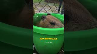 Facts About CapyBara | interesting facts by Learn With Facts 191 views 1 day ago 1 minute, 11 seconds