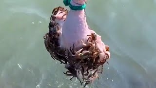 Xiao Wei taught you to fish crabs with an exclusive secret recipe, and found thousands of mud snails