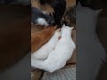 Fannyvideo Cat Animals помощьбездомным котик кот Catshorts Catlovers Cats Fannyvideo Cat Animals помощьбездомным котик кот Catshorts Catlovers Cats