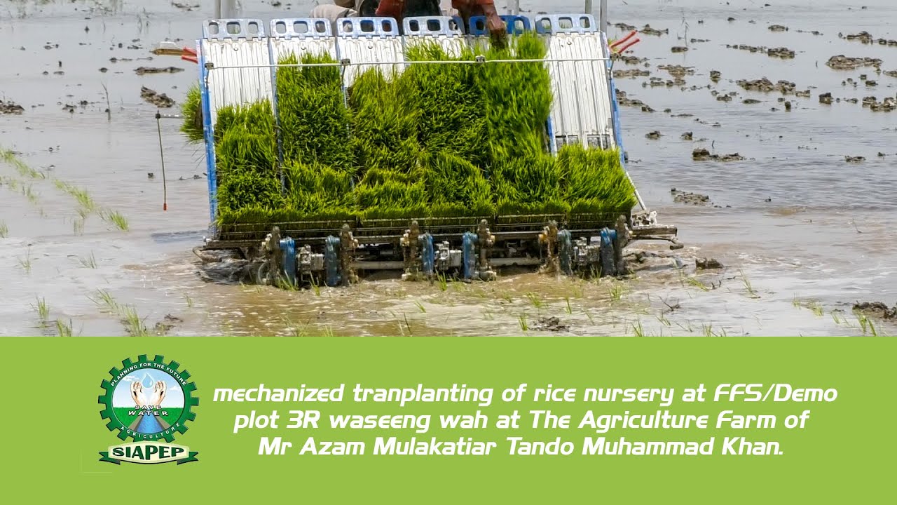 Mechanized tranplanting of rice nursery at FFS/Demo - YouTube