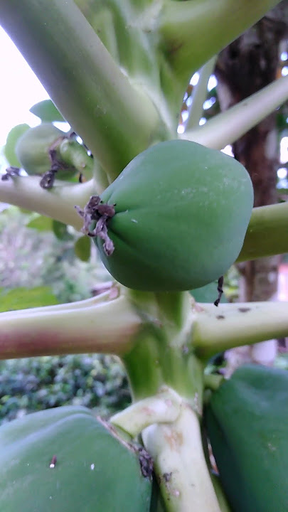 Carica papaya fruit tree | Mountain papaya plant flower | Vasconcellea pubescens