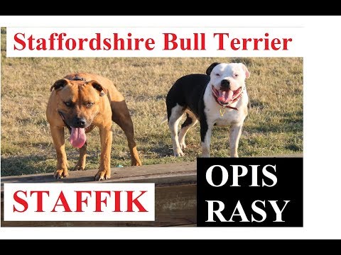 Wideo: Staffordshire Bull Terrier Rasa Hipoalergiczna, Zdrowie I Długość Życia