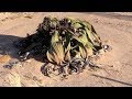 Welwitschia mirabilis - Ancient  living fossil plant of the Namib Desert