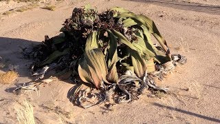 Welwitschia mirabilis - Ancient  living fossil plant of the Namib Desert