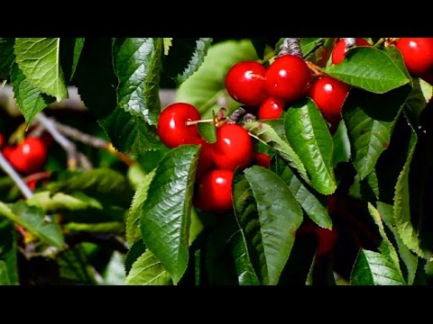 Vidéo: Coccomycose Cerise