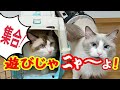緊急地震速報から猫と励む 避にゃん訓練💦猫コハク君ハウル君 Ragdoll Cat
