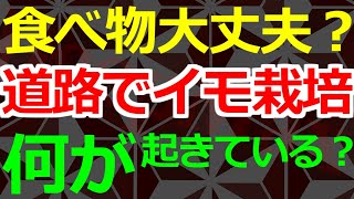 04-06 農産物不足で異様な対策実施中