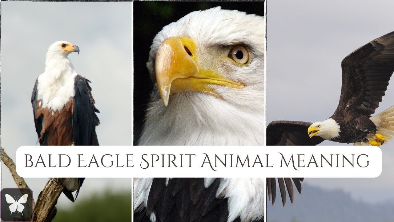 Bald Eagle Spirit Animal Symbolic Meaning one of the most .....